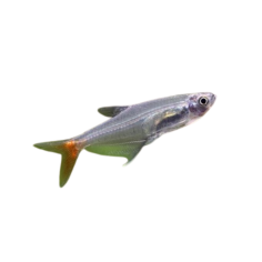 Prionobrama filigea glass bloodfin 3cm