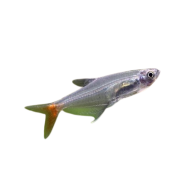Prionobrama filigea glass bloodfin 3cm