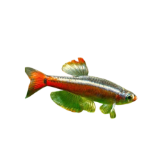 Tanichtys albonubes white cloud minnow 2.5cm