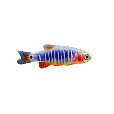 Microrasbora erythromicron emerald dwarf...
