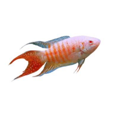 Macropodus opercularis albino paradise fish SM