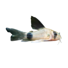 Corydoras panda longfin 2-3cm