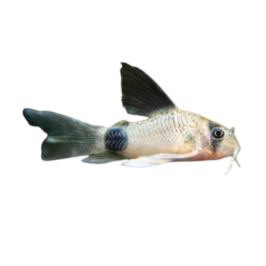Corydoras panda longfin 2-3cm