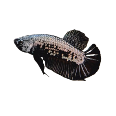 Betta splendens - PKHM black samurai (male) XL