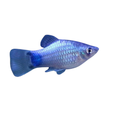 Platy blue micky mouse XL