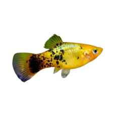 Xiphophorus maculatus - Platy golden calico XL