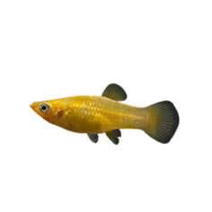 Poecilia latipinna - gold 24k gold female L