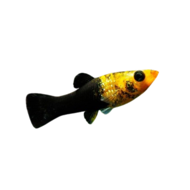 Poecilia latipinna - molly gold dust L