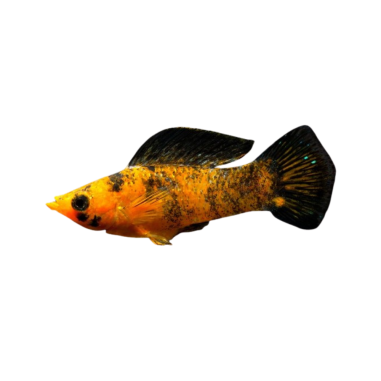 Poecilia latipinna - molly red leopard XL