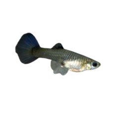 Poecilia reticulata - guppy black metal cobra female L