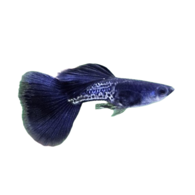 Poecilia reticulata - guppy black metal cobra...