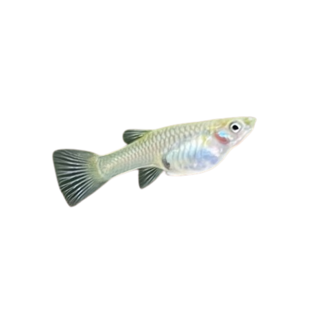 Poecilia wingei - guppy endler calico scissor tail (female) L