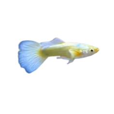 Poecilia reticulata - guppy elephant ear 24k gold (male) XL