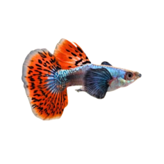 Poecilia reticulata - guppy elephant ear mosaic tail...