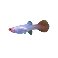 Poecilia reticulata - guppy golden koi female L