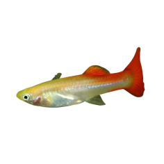 Poecilia reticulata - guppy HSL moscow red female L