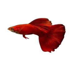 Poecilia reticulata - guppy HSL moscow red (male) XL