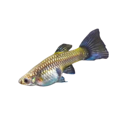 Poecilia reticulata - guppy moscow green female L