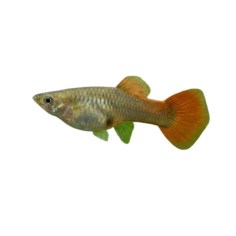 Poecilia reticulata - guppy red blond tuxedo female XL