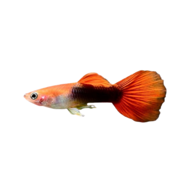 Poecilia reticulata - guppy red blond tuxedo XL