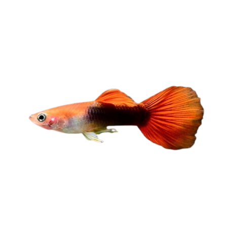 Poecilia reticulata - guppy red blond tuxedo XL