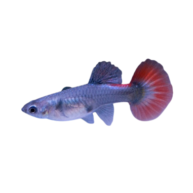 Poecilia reticulata - silver tuxedo red...