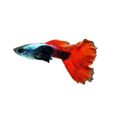 Poecilia reticulata - silver tuxedo red...