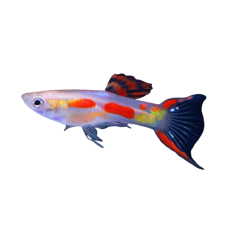 Poecilia wingei - calico scissor tail XL