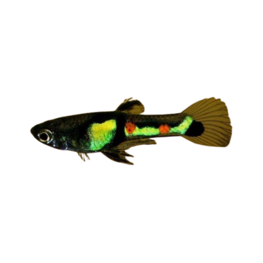 Poecilia wingei - guppy endler el tiger