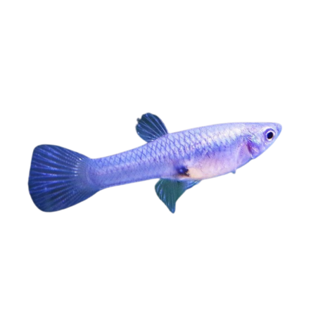 Poecilia wingei - guppy tiger endler (female) L