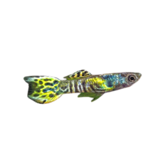 Poecilia wingei - guppy tiger endler (male)
