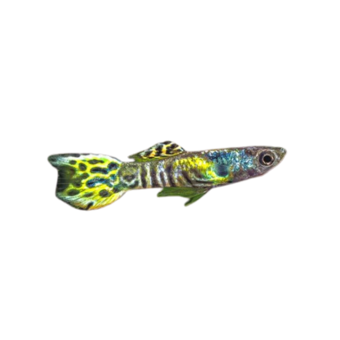Poecilia wingei - guppy tiger endler (male)