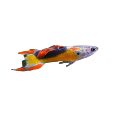 Poecilia wingei - HSL golden jet endler
