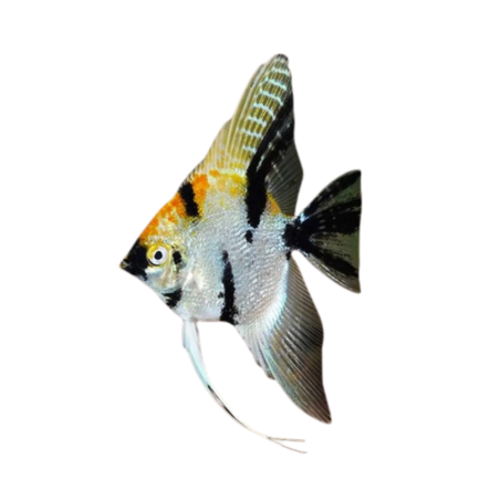 Pterophyllum scalare - angel tri colour XL