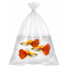 Busta per Trasporto Pesci 70um cm15x45 - 50 pezzi