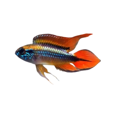 Apistogramma cacatuoides Mega orange - cm 4-5