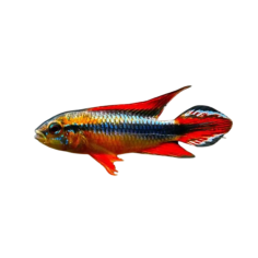 Apistogramma Agassizii - double red ML