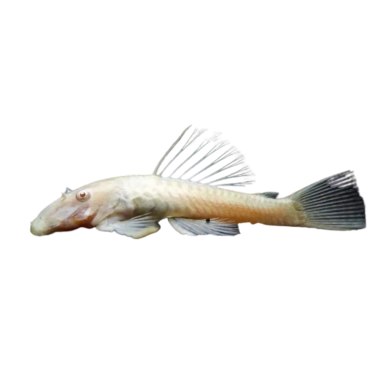 Ancistrus Albino - Ancistrus dolichopterus M