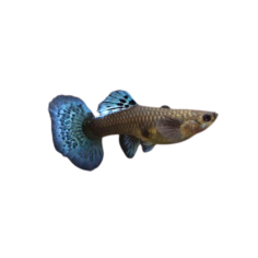 Poecilia reticulata - Guppy Elephant Ear Mosaic Tail -...