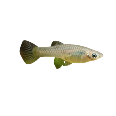 Poecilia wingei - HSL golden jet endler - female L
