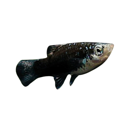 Xiphophorus maculatus - Platy - Black L