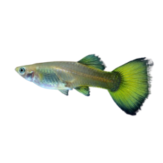 Poecilia reticulata - Guppy german yellow (female) XL