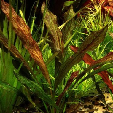 Echinodorus 'Purpurea'