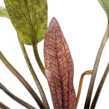 Echinodorus 'Purpurea'