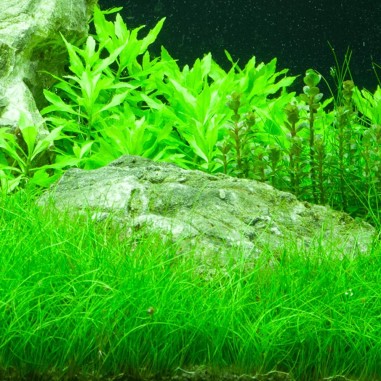 Eleocharis parvula su pad