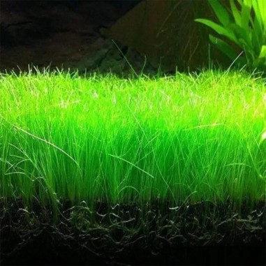 Eleocharis parvula su pad