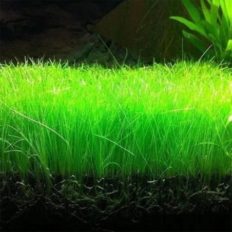Eleocharis parvula su pad