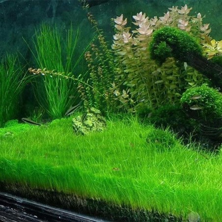 Eleocharis parvula su pad