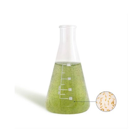 Bea Mesocosmo Macro 1000ml - coltura di zooplancton marino vivo ad alta densità