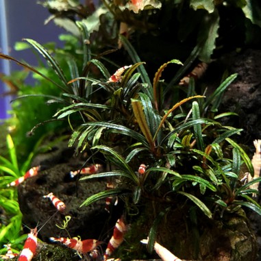 Bucephalandra sp. Filiform